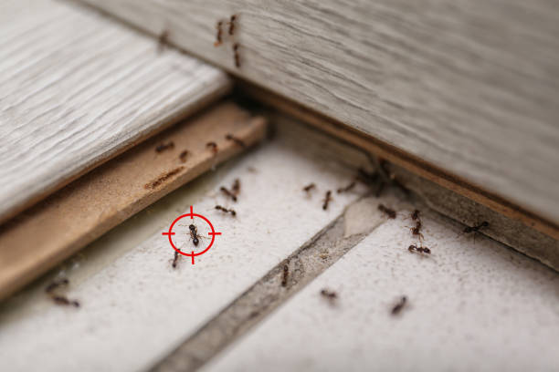Best Rat Extermination Near Me  in Corsicana, TX