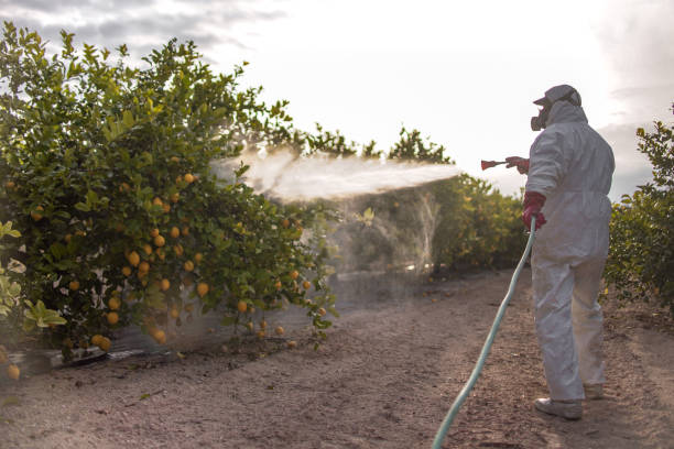 Best Wasp Removal Services  in Corsicana, TX