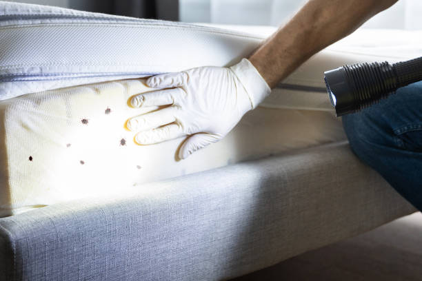 Best Cockroach Control Services  in Corsicana, TX