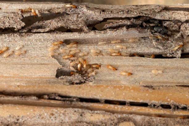 Best Cockroach Control Services  in Corsicana, TX